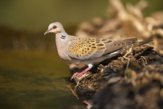 European turtle dove (Streptopelia turtur) at a water pool, Pinos, Solsona, Catalonia, Spain