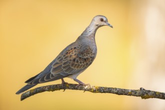 European turtle dove (Streptopelia turtur) sitting on a tree branch in a forest, Pinos, Solsona,