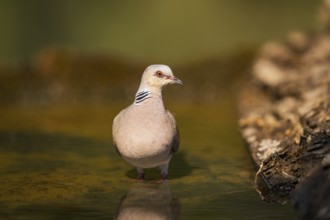 European turtle dove (Streptopelia turtur) at a water pool, Pinos, Solsona, Catalonia, Spain