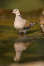 European turtle dove (Streptopelia turtur) at a water pool, Pinos, Solsona, Catalonia, Spain