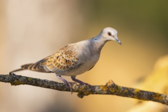 European turtle dove (Streptopelia turtur) sitting on a tree branch in a forest, Pinos, Solsona,