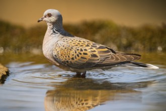 European turtle dove (Streptopelia turtur) at a water pool, Pinos, Solsona, Catalonia, Spain