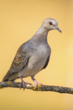 European turtle dove (Streptopelia turtur) sitting on a tree branch in a forest, Pinos, Solsona,