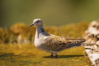 European turtle dove (Streptopelia turtur) at a water pool, Pinos, Solsona, Catalonia, Spain