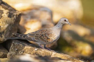 European turtle dove (Streptopelia turtur) sitting on a rock, Pinos, Solsona, Catalonia, Spain