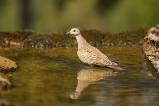 European turtle dove (Streptopelia turtur) at a water pool, Pinos, Solsona, Catalonia, Spain