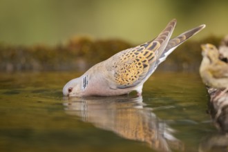 European turtle dove (Streptopelia turtur) at a water pool, Pinos, Solsona, Catalonia, Spain
