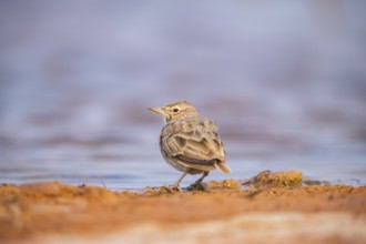 Theclal lark (Galerida theklae) on a farmers field, Belchite, Aragon, Saragossa, Spain