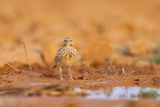 Theclal lark (Galerida theklae) on a farmers field, Belchite, Aragon, Saragossa, Spain