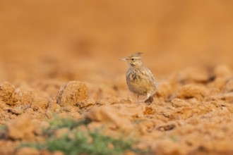 Theclal lark (Galerida theklae) on a farmers field, Belchite, Aragon, Saragossa, Spain