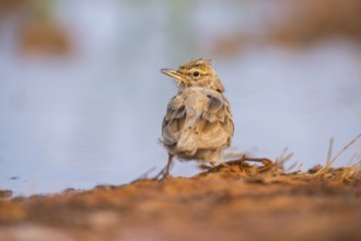 Theclal lark (Galerida theklae) on a farmers field, Belchite, Aragon, Saragossa, Spain