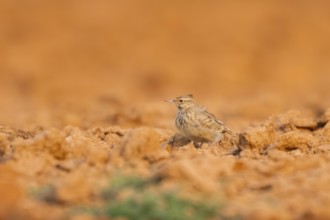 Theclal lark (Galerida theklae) on a farmers field, Belchite, Aragon, Saragossa, Spain