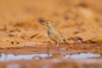 Theclal lark (Galerida theklae) on a farmers field, Belchite, Aragon, Saragossa, Spain