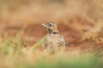 Theclal lark (Galerida theklae) on a farmers field, Belchite, Aragon, Saragossa, Spain