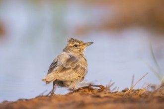 Theclal lark (Galerida theklae) on a farmers field, Belchite, Aragon, Saragossa, Spain