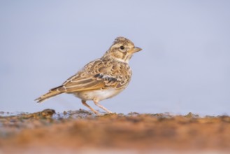 Theclal lark (Galerida theklae) on a farmers field, Belchite, Aragon, Saragossa, Spain