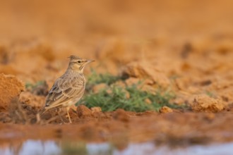 Theclal lark (Galerida theklae) on a farmers field, Belchite, Aragon, Saragossa, Spain