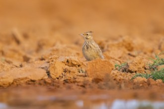 Theclal lark (Galerida theklae) on a farmers field, Belchite, Aragon, Saragossa, Spain