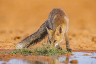 Young Red fox (Vulpes vulpes) drinking at a water pool on a farmers field, Belchite, Aragon,