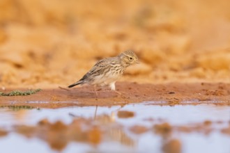 Meadow Pipit (Anthus pratensis) on a farmers field, Belchite, Aragon, Saragossa, Spain