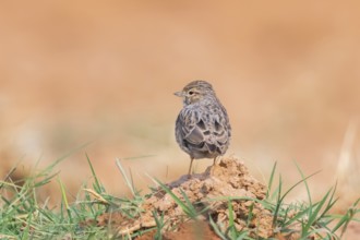 Meadow Pipit (Anthus pratensis) on a farmers field, Belchite, Aragon, Saragossa, Spain