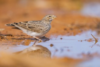 Meadow Pipit (Anthus pratensis) on a farmers field, Belchite, Aragon, Saragossa, Spain