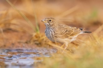Meadow Pipit (Anthus pratensis) on a farmers field, Belchite, Aragon, Saragossa, Spain