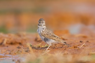 Meadow Pipit (Anthus pratensis) on a farmers field, Belchite, Aragon, Saragossa, Spain