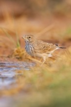 Meadow Pipit (Anthus pratensis) on a farmers field, Belchite, Aragon, Saragossa, Spain