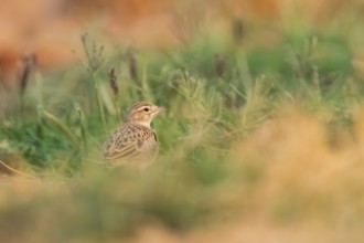 Meadow Pipit (Anthus pratensis) on a farmers field, Belchite, Aragon, Saragossa, Spain