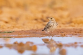 Meadow Pipit (Anthus pratensis) on a farmers field, Belchite, Aragon, Saragossa, Spain