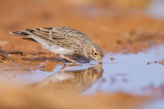 Meadow Pipit (Anthus pratensis) on a farmers field, Belchite, Aragon, Saragossa, Spain