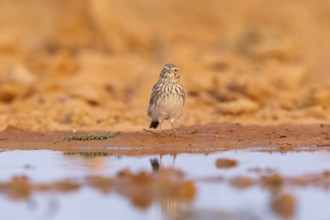 Meadow Pipit (Anthus pratensis) on a farmers field, Belchite, Aragon, Saragossa, Spain