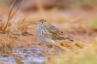 Meadow Pipit (Anthus pratensis) on a farmers field, Belchite, Aragon, Saragossa, Spain