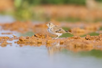 Meadow Pipit (Anthus pratensis) on a farmers field, Belchite, Aragon, Saragossa, Spain