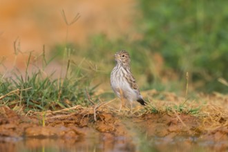 Meadow Pipit (Anthus pratensis) on a farmers field, Belchite, Aragon, Saragossa, Spain