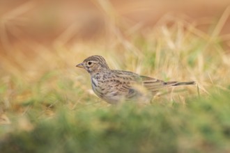 Meadow Pipit (Anthus pratensis) on a farmers field, Belchite, Aragon, Saragossa, Spain