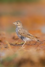 Meadow Pipit (Anthus pratensis) on a farmers field, Belchite, Aragon, Saragossa, Spain