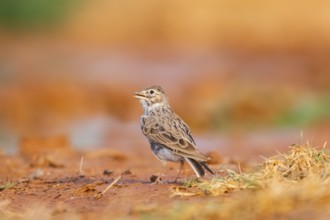 Meadow Pipit (Anthus pratensis) on a farmers field, Belchite, Aragon, Saragossa, Spain