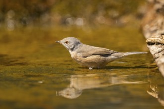 Western subalpine warbler (Curruca iberiae) at a water pool, Pinos, Solsona, Catalonia, Spain