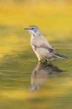 Western subalpine warbler (Curruca iberiae) at a water pool, Pinos, Solsona, Catalonia, Spain