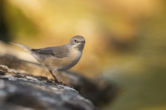 Western subalpine warbler (Curruca iberiae) sitting on a rock, Pinos, Solsona, Catalonia, Spain