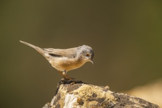 Western subalpine warbler (Curruca iberiae) sitting on a rock, Pinos, Solsona, Catalonia, Spain