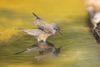 Western subalpine warbler (Curruca iberiae) at a water pool, Pinos, Solsona, Catalonia, Spain