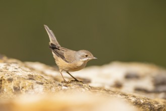 Western subalpine warbler (Curruca iberiae) sitting on a rock, Pinos, Solsona, Catalonia, Spain