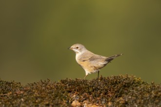 Western subalpine warbler (Curruca iberiae) sitting on a moss in a forest, Pinos, Solsona,