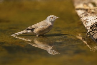 Western subalpine warbler (Curruca iberiae) at a water pool, Pinos, Solsona, Catalonia, Spain