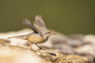 Western subalpine warbler (Curruca iberiae) sitting on a rock, Pinos, Solsona, Catalonia, Spain