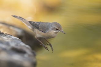 Western subalpine warbler (Curruca iberiae) at a water pool, Pinos, Solsona, Catalonia, Spain