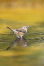 Western subalpine warbler (Curruca iberiae) at a water pool, Pinos, Solsona, Catalonia, Spain